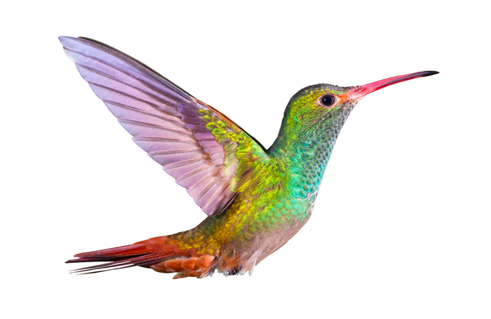 Colourful bird